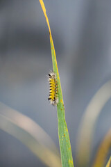 Fuzzy Yellow and Black Caterpillar walks down grass in macro summer garden background photo 