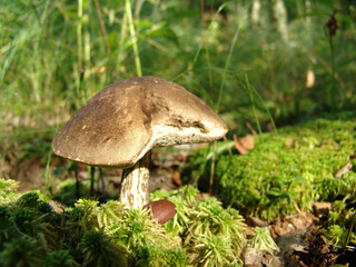 Mushroom boletus edible. Popular white mushrooms in the forest. Mushrooms in the moss.
