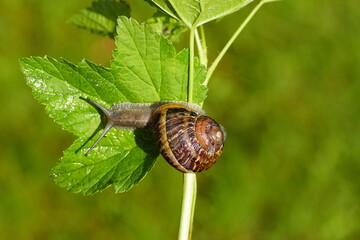 Garden snail (Cornu aspersum) crawling on a twig and leaf of currant. Family land snails (...