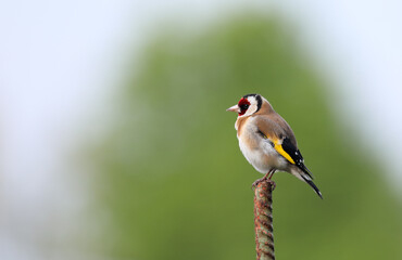 Close up of a Goldfinch - Carduelis carduelis - perched on a iron post in Frankfurt, Germany