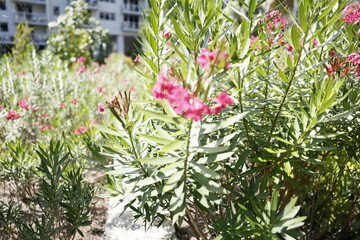 Fototapeta na wymiar Nerium oleander tough, long-flowering, ornamental shrub or informal hedge that provides an effective screen in a Southern landscape, very fragrant but also poisonous for humans and pets, seen in Miami
