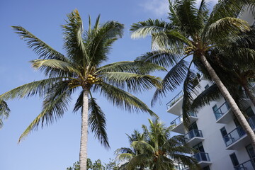 Fototapeta na wymiar Iconic Coconut Palm trees in Miami beach Florida USA