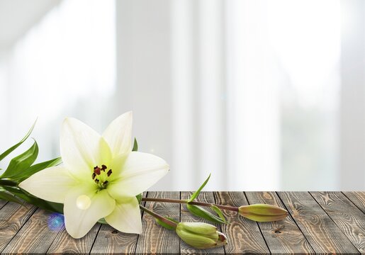 White flower lily with buds on desk