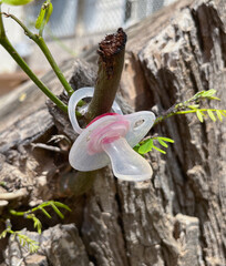 baby pacifier pacifier hanging on a big tree on a knot in the park.