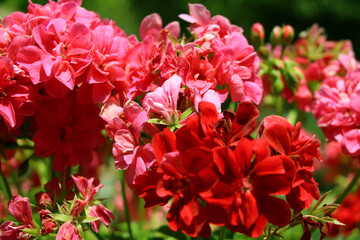 Obraz premium red and white flowers