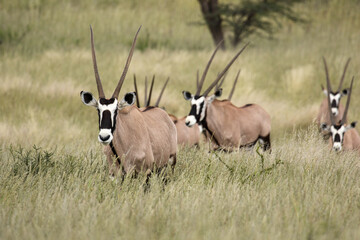 Gemsbok or South African Oryx, Kgalagadi
