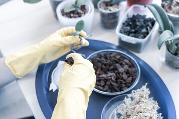 orchid transplanting, woman transplanting houseplants, houseplants are easy to care for, Beautiful orchid plant transplanted into new soil from pine bark on the background of a wooden table