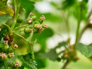 Formation and growth of green, unripe currant berries. Gardening. Growing and caring for berries.