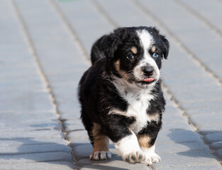 A little puppy outdoors in the countryside