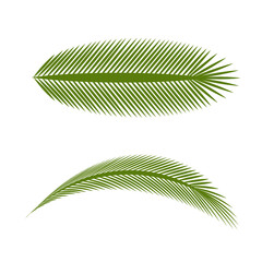 Palm icon. Isolated on white background. Vector illustration.