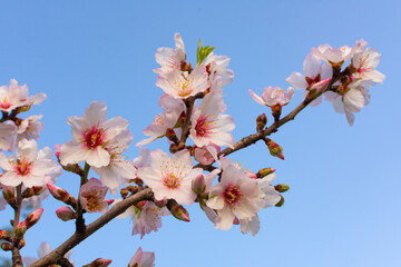 Pink Almond Blossoms