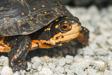 Spotted Turtle - Clemmys guttata