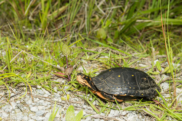 Spotted Turtle - Clemmys guttata