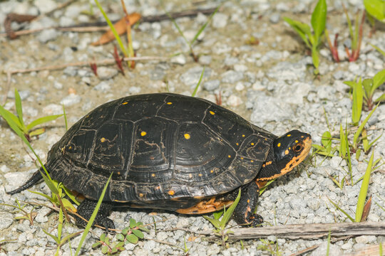 Spotted Turtle - Clemmys guttata