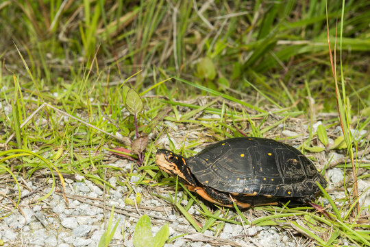 Spotted Turtle - Clemmys guttata