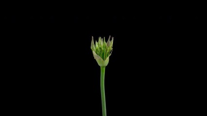 4K Time Lapse of blooming giant violet Allium Christophii flower isolated on black background. Time-lapse of decorative garlic flower bloom side view, close up.
