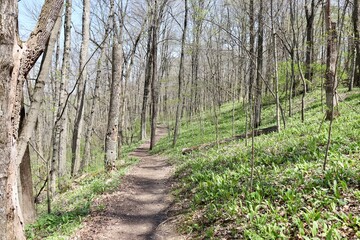 The dirt hiking trail in the forest on a sunny day.