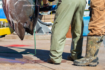 A large fresh catch of Atlantic bluefin tuna hangs ikejime style for gutting, cleaning, and butchering by a chef at a seafood market. The raw tuna has dark blue skin with a thick body, fins and a head