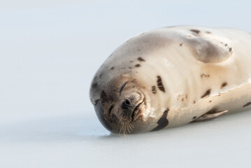A large wild grey harp seal lays on an ice pan with the sun shining on its face and fur coat. The seal has two sets of flippers and claws. The seal has its head down sleeping on the clean white ice.