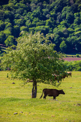 Grazing cows on the lawn