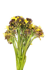 Flowering purple sprouting