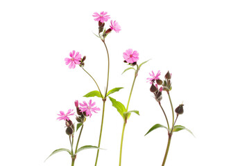 Group of red campion