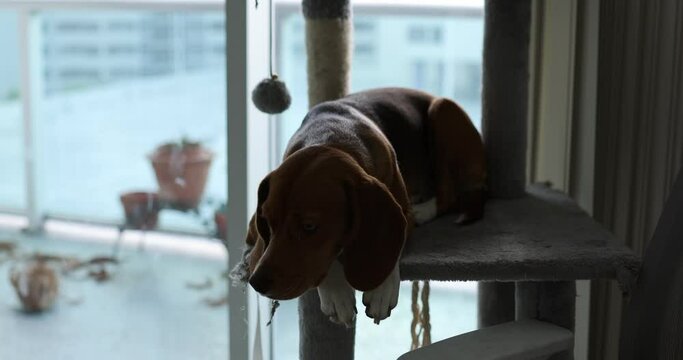 Dog beagle 11 month old sitting on cat tree with black cate in appartment