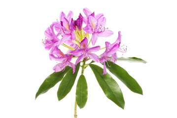 Rhododendron flowers and foliage