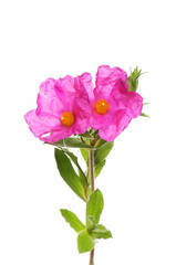Rockrose flowers and foliage