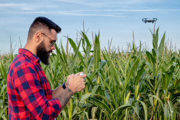 Farmer or agronomist standing in a corn field inspecting the crop with a help of a camera from a drone. Modern technology in agriculture.
