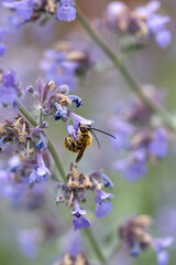  Bee eating nectar at purple little flowers in garden