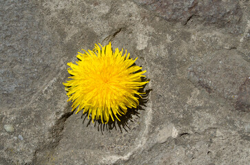 Yellow dandelion 