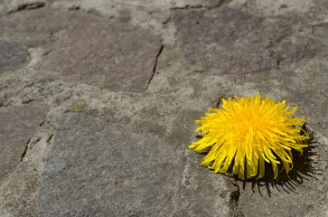 Yellow dandelion on the ground