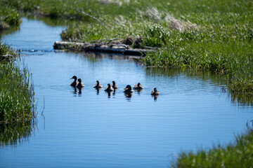 Multiple wild mallard ducks swimming up a stream. Both sides of the marshy land have tall green grass, reeds, and a rocky bank. The ducks are young. The water is blue and smooth with reflections.
