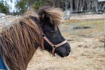 A small brown miniature 
pony with a blue bridle on its head. The horse is raising its head over a...