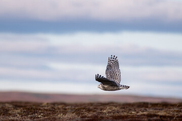 A large wild female snowy owl flying mid air in the daytime over tundra land in search for small...