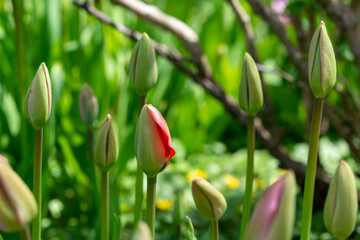 A close up of a tulip bed of flowers. The tulip buds are closed but some red and pink are starting to become exposed. The green colored bulbs are tall and straight under the shadow of a tree. 
