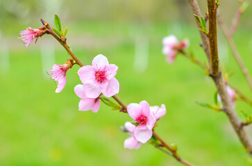 Peach blossom in the sunny day on green background