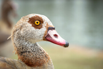 Portrait of the nile goose in profile close up
