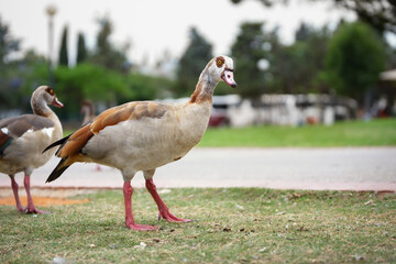 Beatiful nile goose in the national park of Ramat-Gan, Israel
