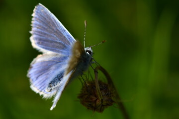 butterfly on a flower