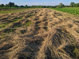 hay dried in the field in summer