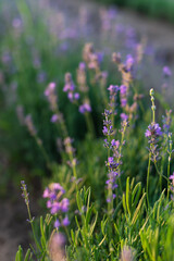 Obraz premium Lavender flowers on the field, close-up, selective focus.