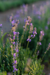 Lavender flowers on the field.