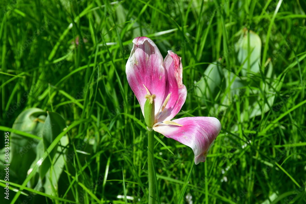 Wall mural view of a fading open tulip flower in natural conditions in the garden. completion of flowering. nat
