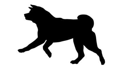 Black dog silhouette. Running and jumping american akita puppy. Pet animals. Isolated on a white background.