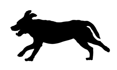 Running labrador retriever puppy. Black dog silhouette. Pet animals. Isolated on a white background.