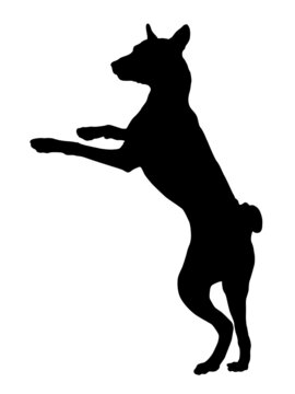 Black dog silhouette. Jumping basenji puppy. African bush dog or congo dog. Pet animals. Isolated on a white background.