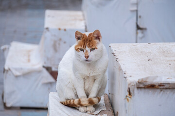 street cat, Essaouira, morocco, africa