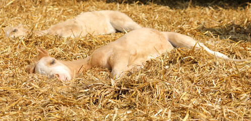 A foal lies in the straw sleeping in the sun